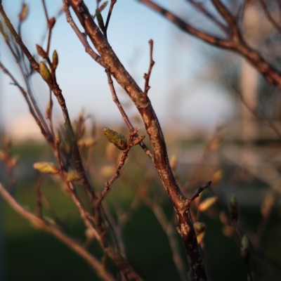 Image nature_102