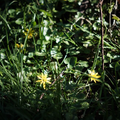 Image _DSF1529