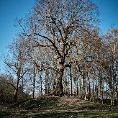 Image _DSF1531