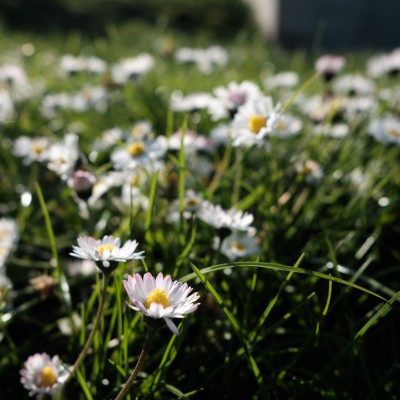 Image _DSF1720