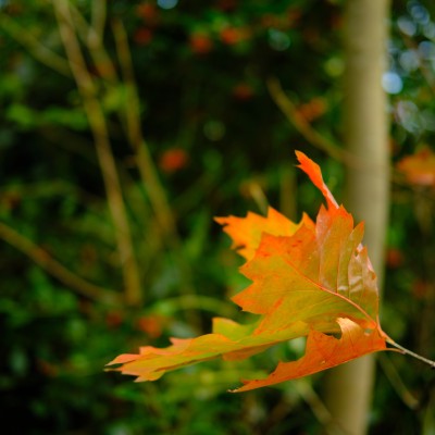 Image _DSF4868