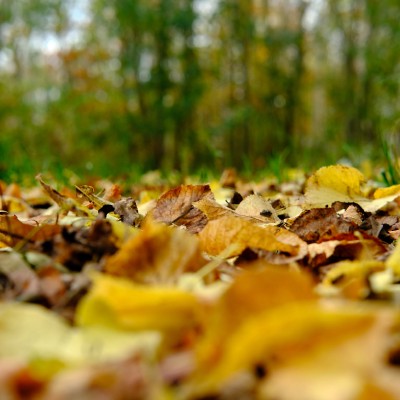 Image _DSF4871