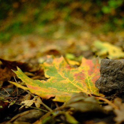 Image _DSF4878