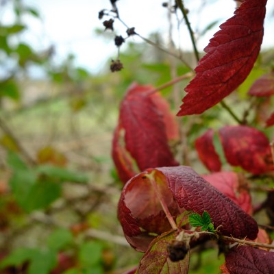Image _DSF4881