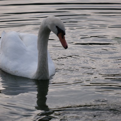 Image _DSF4276