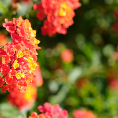 Image _DSF4414