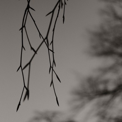Image _DSF5717